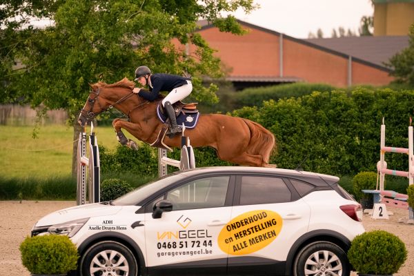 Quint vh Maarlo Z - Thieu Huijbregts - ©Axelle Druyts-Hens Quint vh Maarlo Z - Thieu Huijbregts - ©Axelle Druyts-Hens