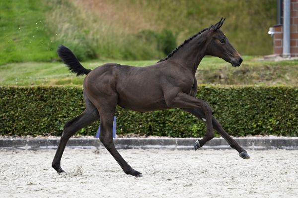 Dourkhan Hero Z x Berlin Do It Easy Z