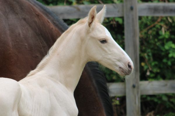Dubaï du Bosquet Z Dubaï du Bosquet Z