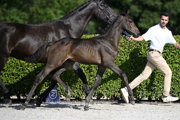 Chacco Blue x Nabab de Reve Colorado BE SES Z