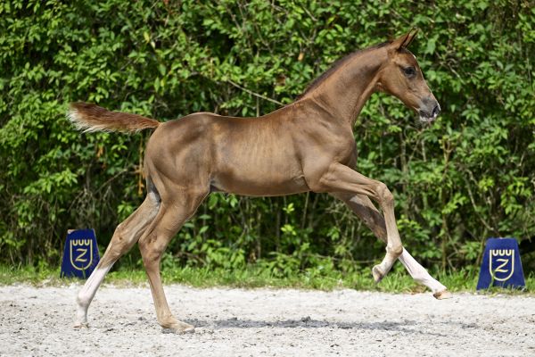 Echo van 't Spieveld x Balou du Rouet Equalizer Z