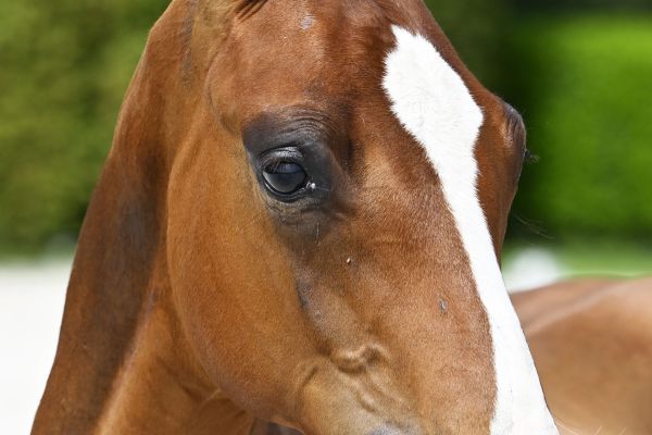 Berlin x Heartbreaker Bellini V.V. Z