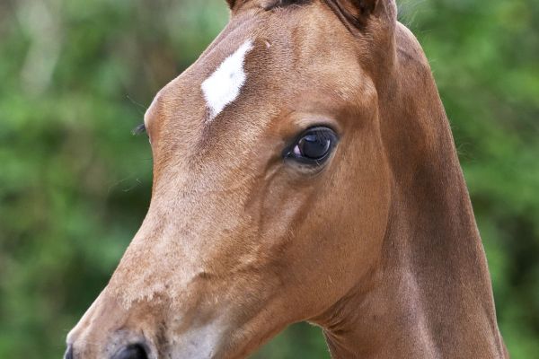 Chacco Blue x Heartbreaker C-Zar de Nyze Z