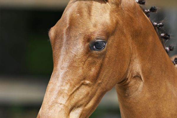 Jendiama SDB Z Jendiama SDB Z