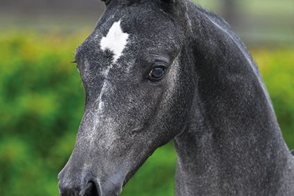 Coco Chanel van WW Z Coco Chanel van WW Z