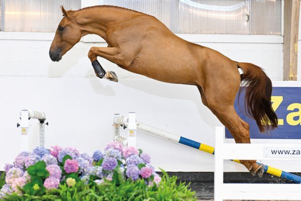 Chacnan van het Weidehof Z Chacnan van het Weidehof Z