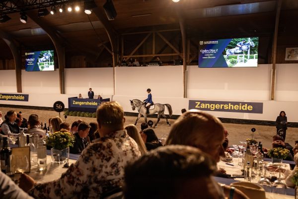 Zangersheide Quality Jumpers - powered by MBA Zangersheide Quality Jumpers - powered by MBA