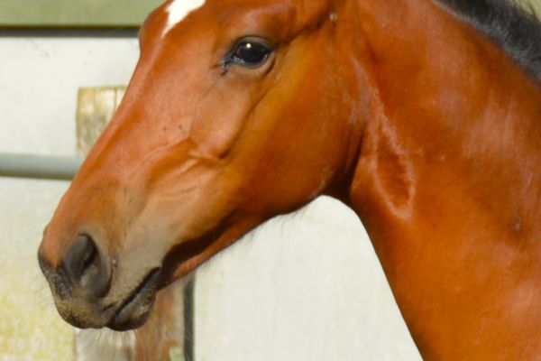 Caruzo Van Paebroek Z. Caruzo Van Paebroek Z.