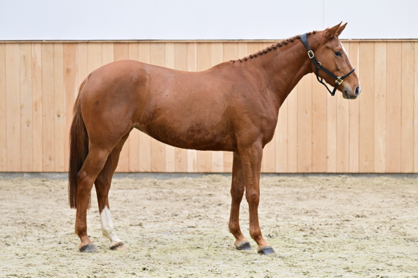 Aganix du Seigneur Z x Caretano Z Acerola Z