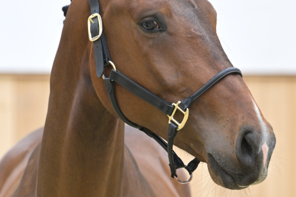 Palermo de Bo Z Palermo de Bo Z