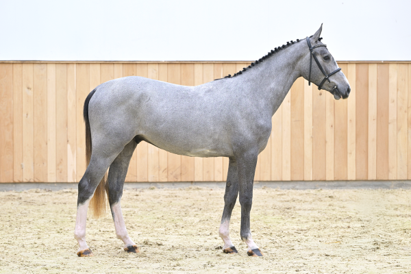 Reliance Menezig Z Reliance Menezig Z