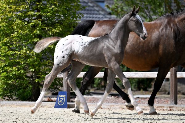 Just Genius di Cabra Z Just Genius di Cabra Z