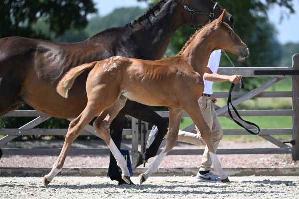 Juna VD Holsteinerhoeve Z