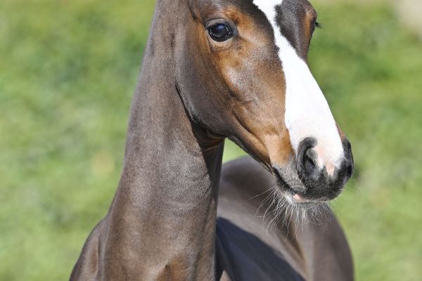 Berenice S Z Berenice S Z