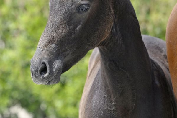 Coquette Quality Z Coquette Quality Z