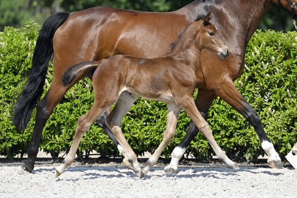 Mistic DMC Z 2 Mistic DMC Z 2