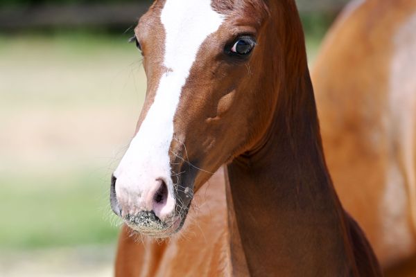 Tiffy Deluxe Z  Tiffy Deluxe Z