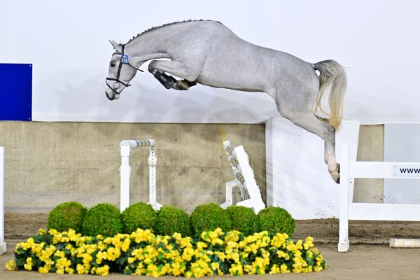 Halito van de Wittert Z