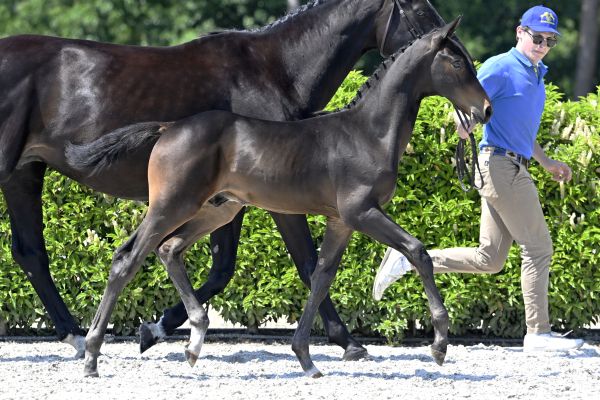 20230610-_PF34298 harkito 20230610-_PF34298 harkito