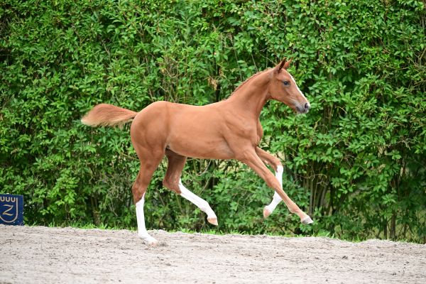 Darrily Z - &copy;Paardenfotograaf