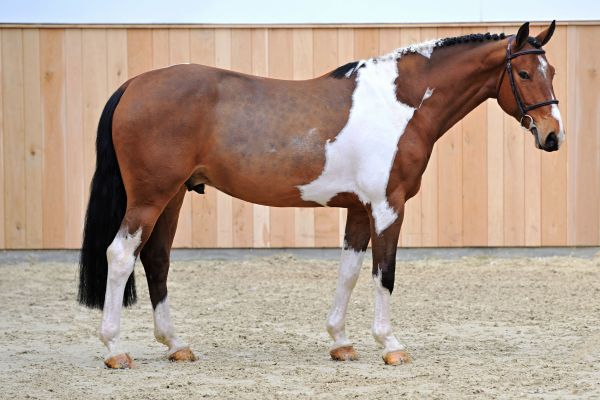 MARIANO SITTE 2 MARIANO SITTE 2