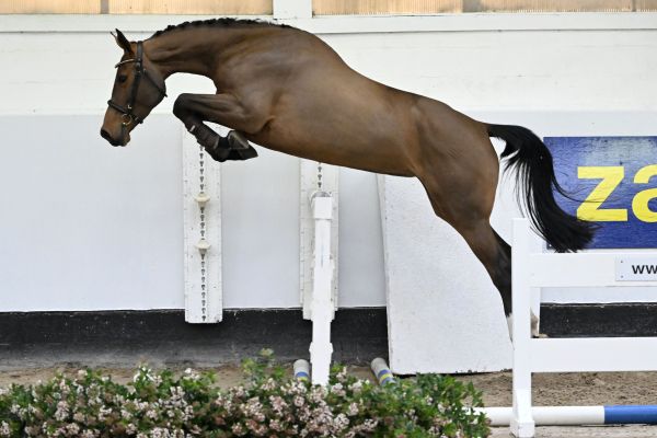 EL CARLOTTA VAN 'T KELSHOF Z 2 EL CARLOTTA VAN 'T KELSHOF Z 2