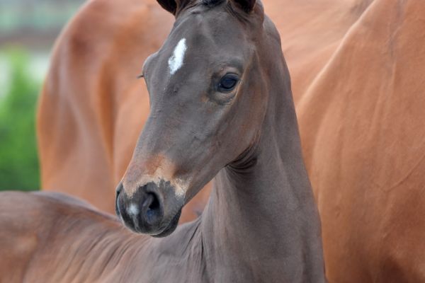 discovery-sd-z-10 discovery-sd-z-10