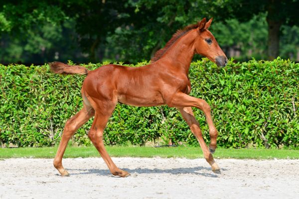 cabaret-girl-r-z cabaret-girl-r-z