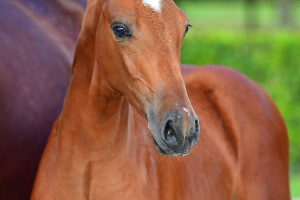 chuba-chup-jl-z-88 chuba-chup-jl-z-88