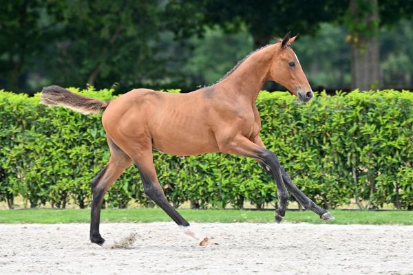 clear-round-z-58 clear-round-z-58