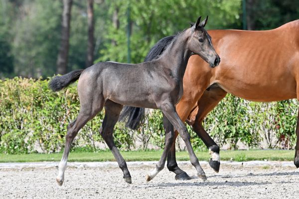 colette-du-risoir-z colette-du-risoir-z