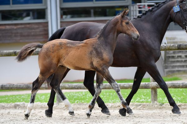 orco-du-cordel-z orco-du-cordel-z