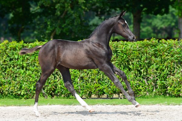 pialoca-van-de-hoef-z pialoca-van-de-hoef-z