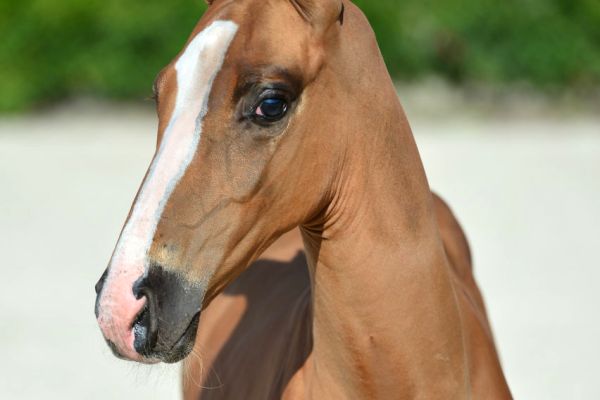 20200718-ga78904-1 20200718-ga78904-1