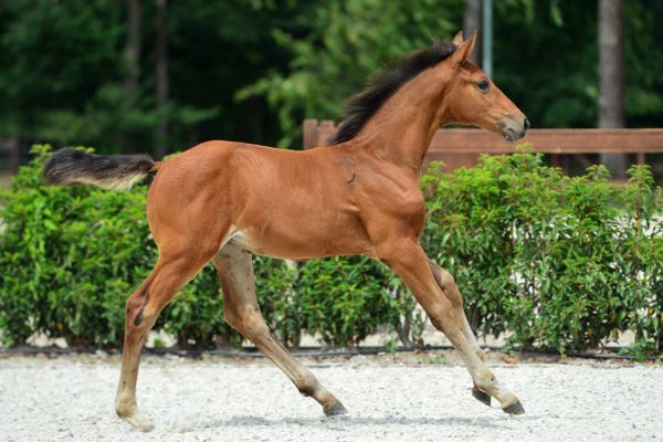 elegance-van-erpekom-z-95 elegance-van-erpekom-z-95