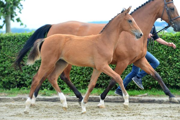 pearl-van-de-hunters-z pearl-van-de-hunters-z