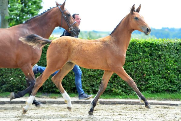 syrah-vd-hunters-z-38 syrah-vd-hunters-z-38