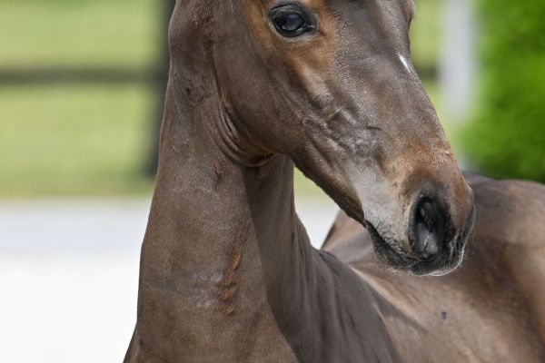 20230529-_PF39328 di matteo 20230529-_PF39328 di matteo