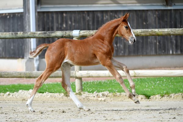 catarina-de-reve-z catarina-de-reve-z