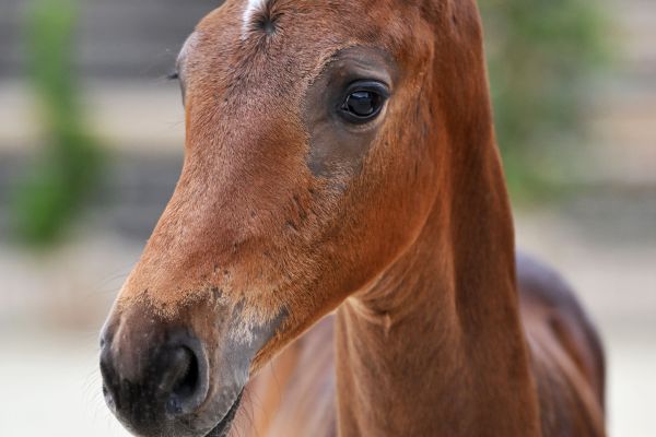 Cavallo de Hus Z