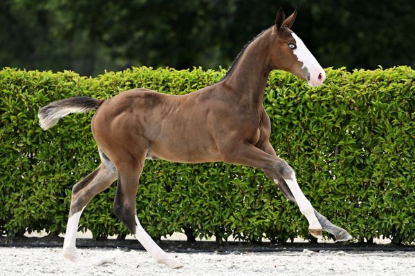 Aury 2000 Z  1 Aury 2000 Z  1