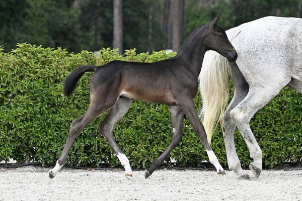 Cassanova 2000 Z Cassanova 2000 Z