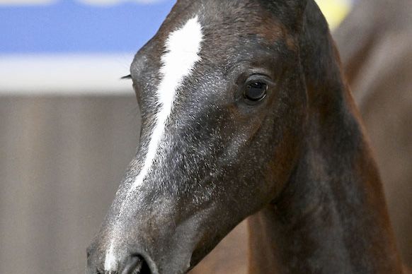 Chicalieta TD Z 2 Chicalieta TD Z 2