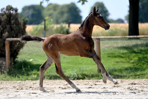 Dalloon Z 1 Dalloon Z 1