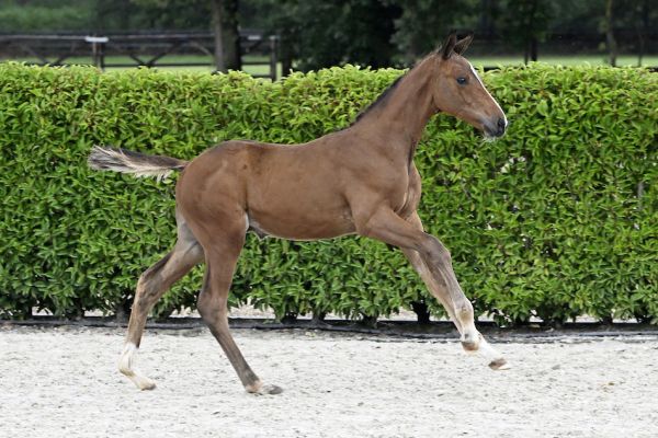 Queritto Z 3 Queritto Z 3