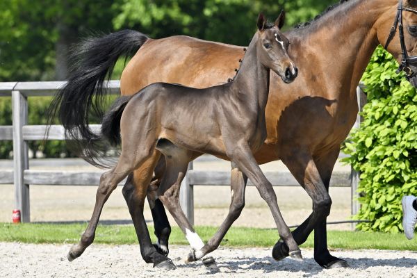 20230513-_PF20481 cleopatra 3 20230513-_PF20481 cleopatra 3