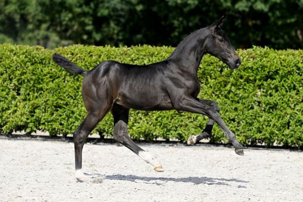 Celeris 2000 Z Celeris 2000 Z