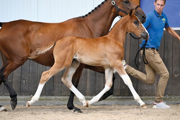 49 King LS Z 49 King LS Z