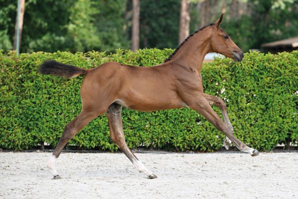 67 Chacannah VK Z 67 Chacannah VK Z