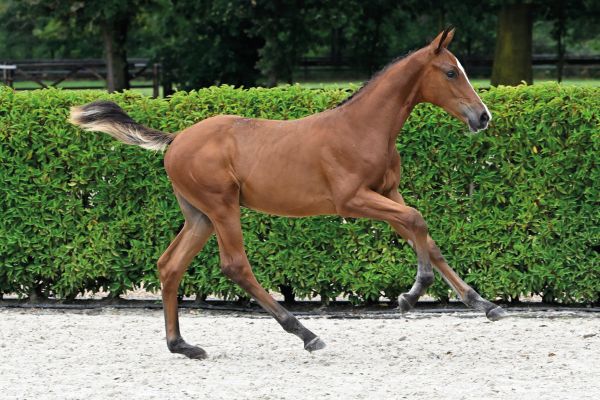 83 Colosseo MVD Z 83 Colosseo MVD Z